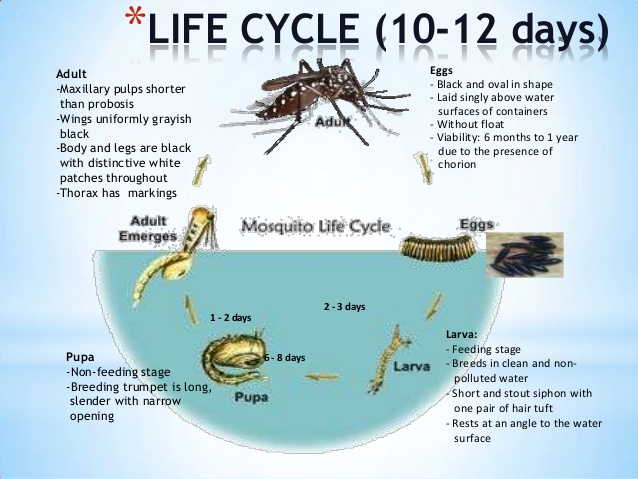 average lifespan of mosquito