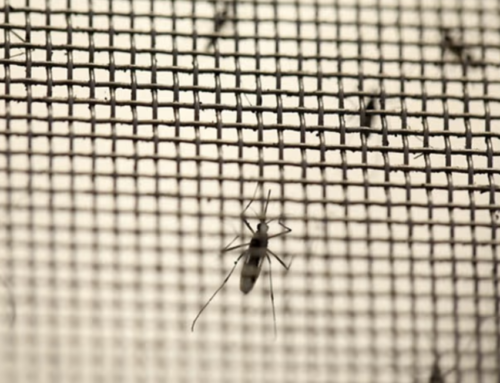 Commentary: Why are dengue fever cases increasing around the world?